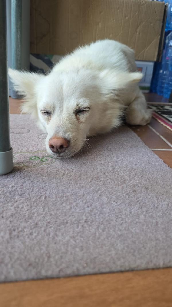 Pepper, una dolcissima pelosetta Foto 5